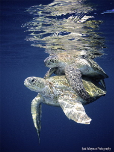 Mating Sea Turtles by Iyad Suleyman 